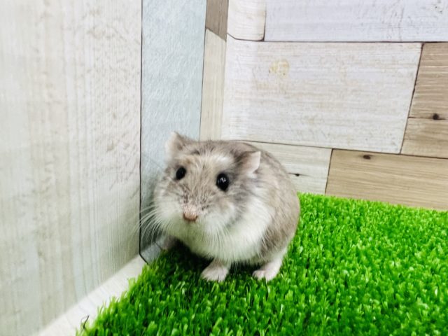 ロボロフスキーハムスター