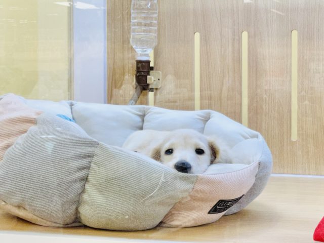 ミニチュアダックス