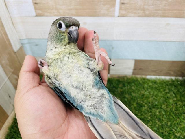 ホオミドリウロコインコ