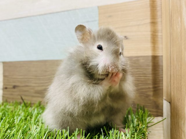 ゴールデンハムスター