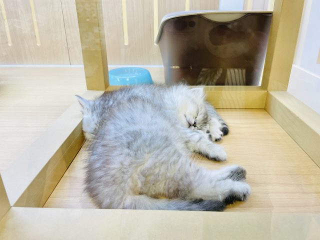 スコティッシュフォールド