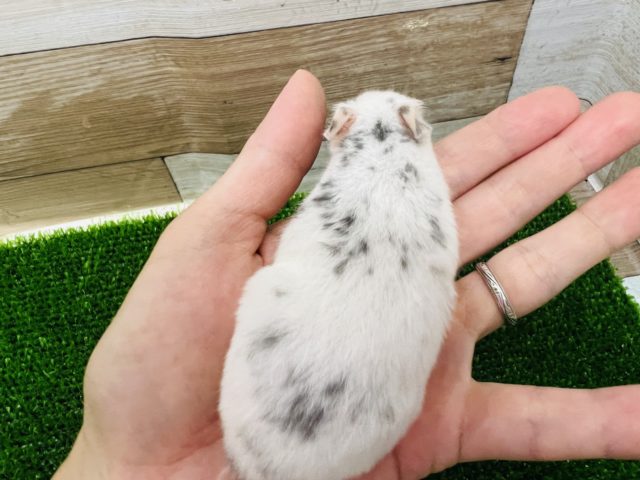 ゴールデンハムスター