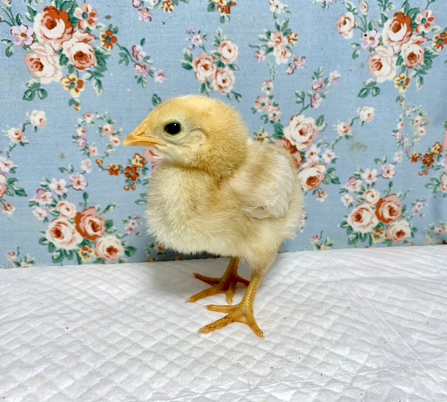 ボリスブラウン