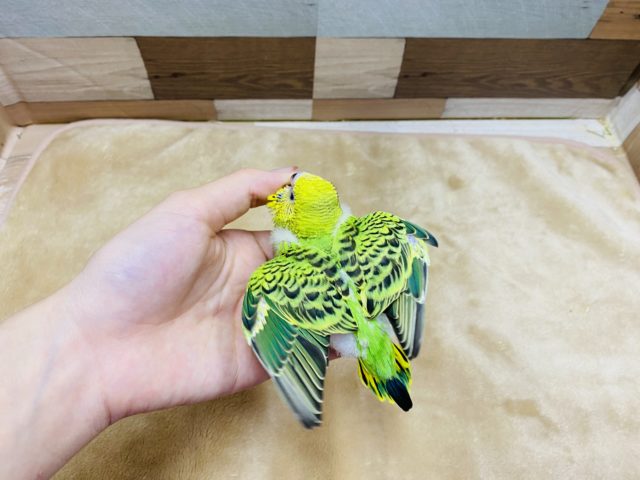 セキセイインコ