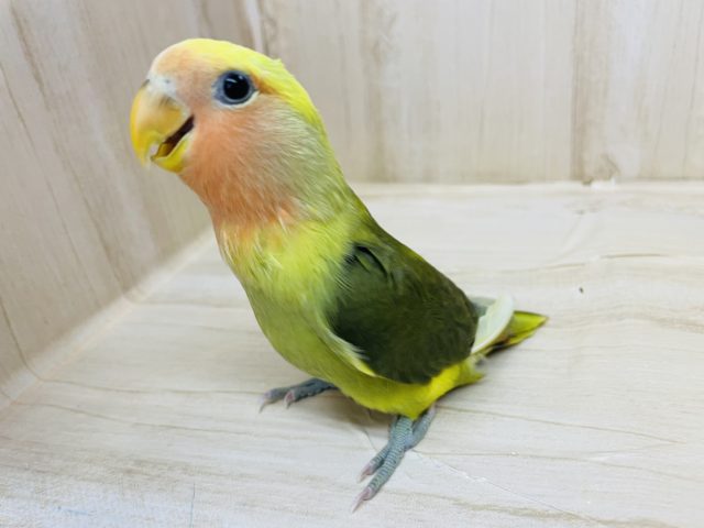 コザクラインコ（小桜インコ）