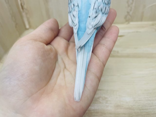 羽衣セキセイインコ