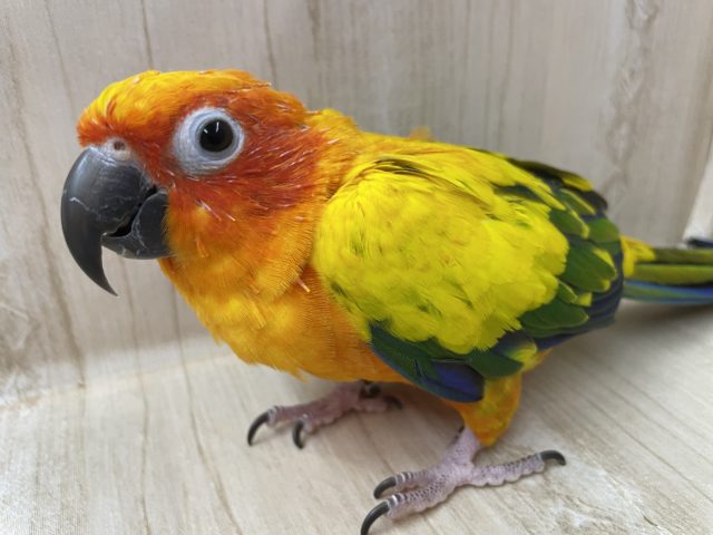 コガネメキシコインコ