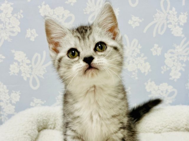 スコティッシュフォールド