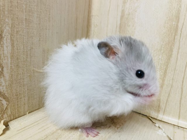 ゴールデンハムスター