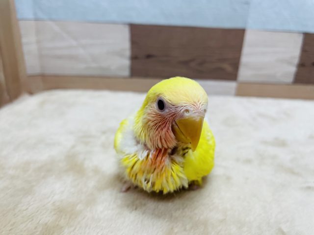 コザクラインコ（小桜インコ）