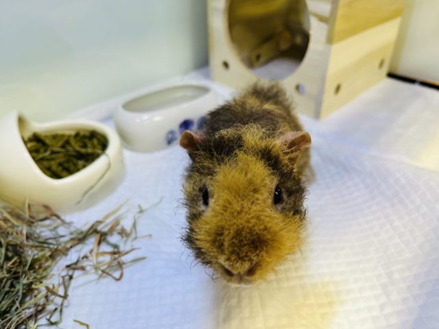 ウェアウルフ（スキニーギニアピッグ）