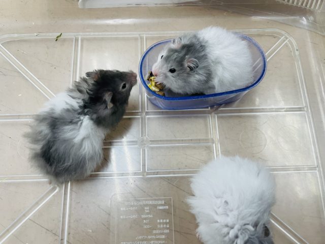 ゴールデンハムスター