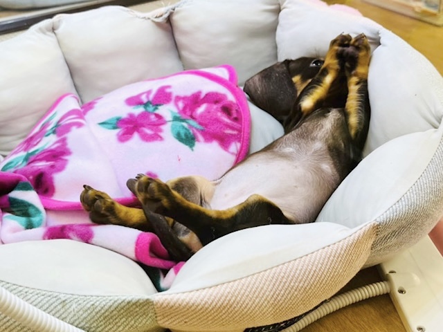 スタンダードダックス