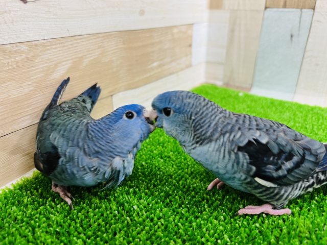 サザナミインコ