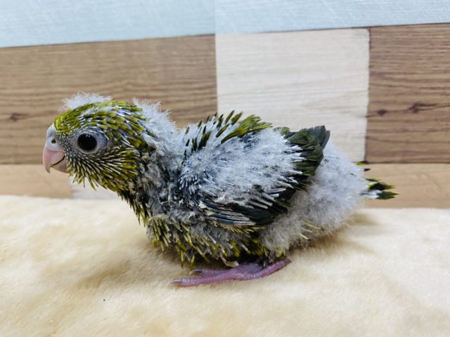 サザナミインコ