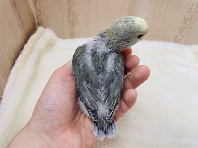 コザクラインコ（小桜インコ）