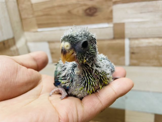 ビセイインコ（美声インコ）