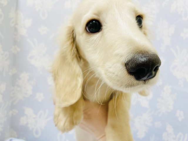 ミニチュアダックス