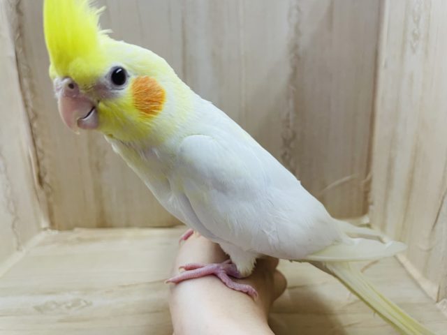 オカメインコ