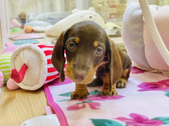 スタンダードダックス