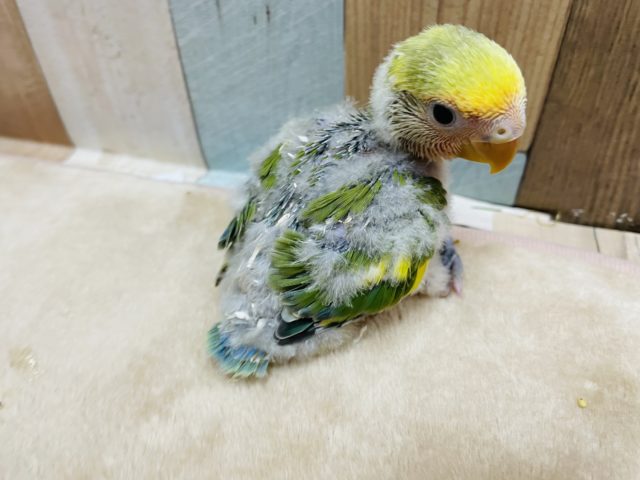 コザクラインコ（小桜インコ）