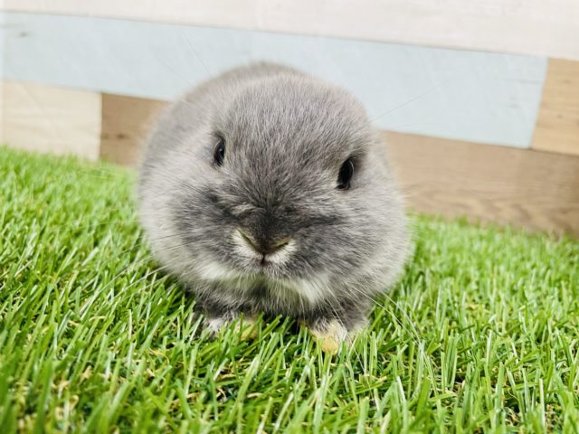 ネザーランドドワーフ