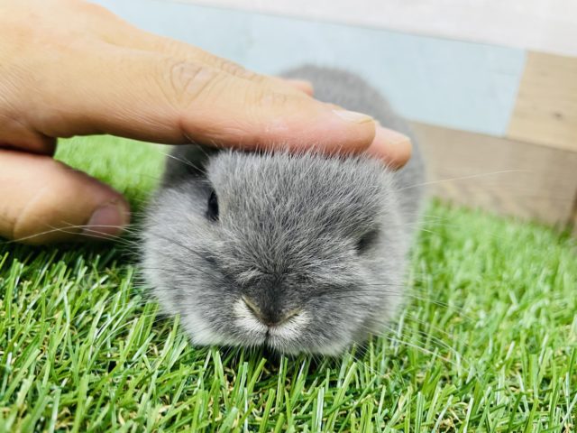 ネザーランドドワーフ