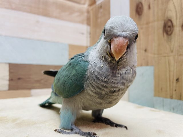 オキナインコ