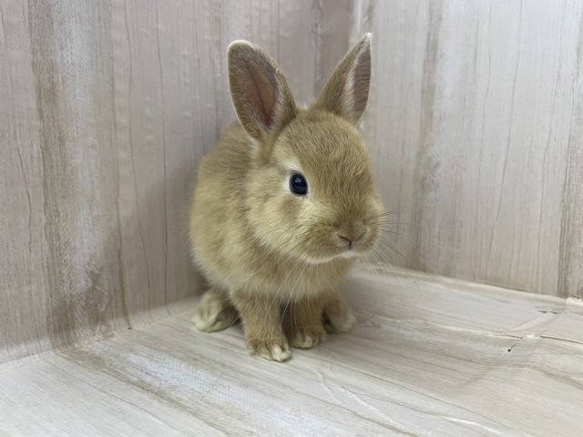 ネザーランドドワーフ