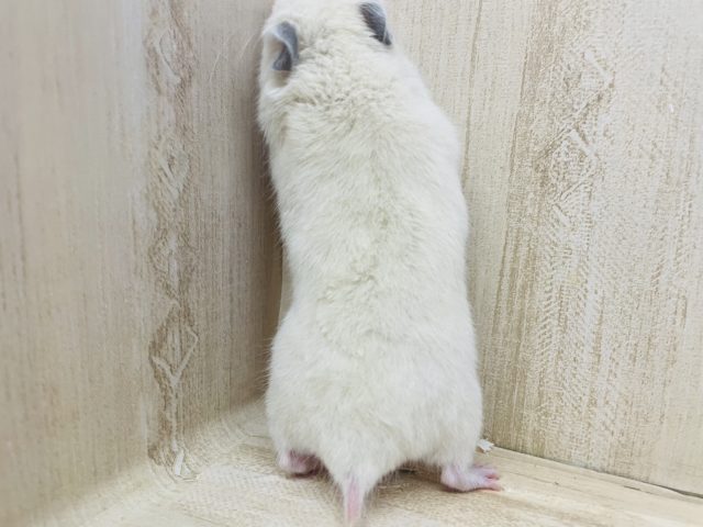 ゴールデンハムスター