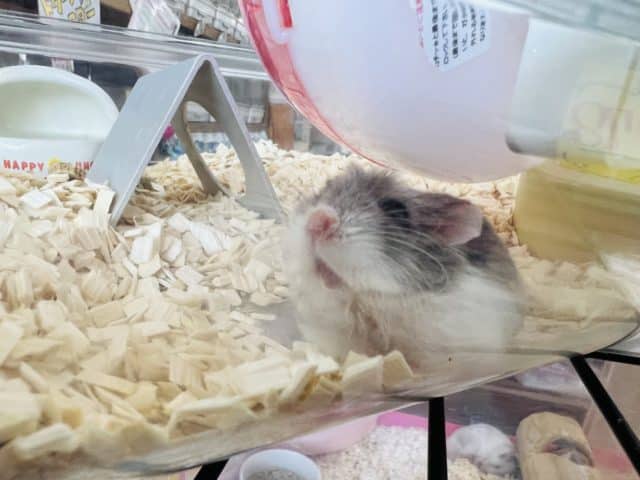 ロボロフスキーハムスター