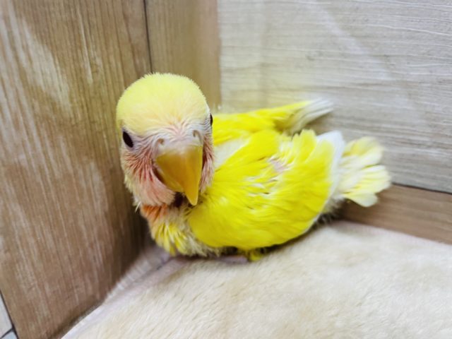 コザクラインコ（小桜インコ）