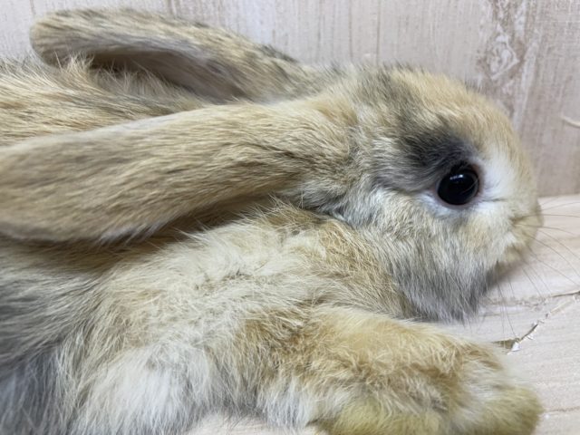 ロップイヤーラビット