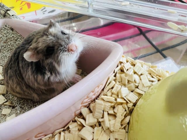 ロボロフスキーハムスター