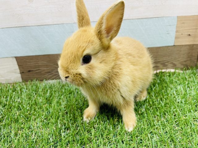 ネザーランドドワーフ