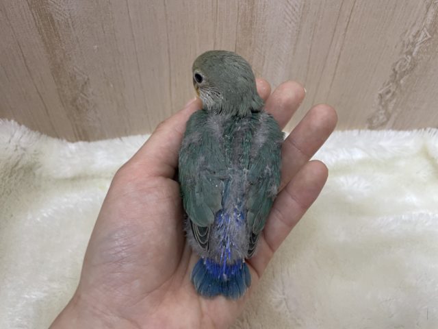 コザクラインコ（小桜インコ）