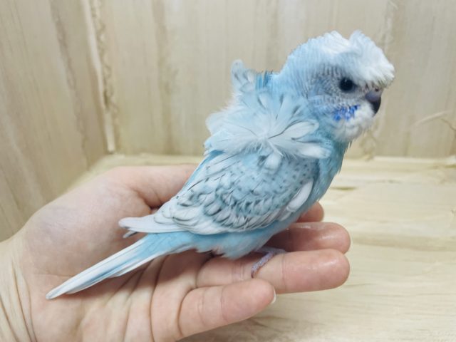 羽衣セキセイインコ