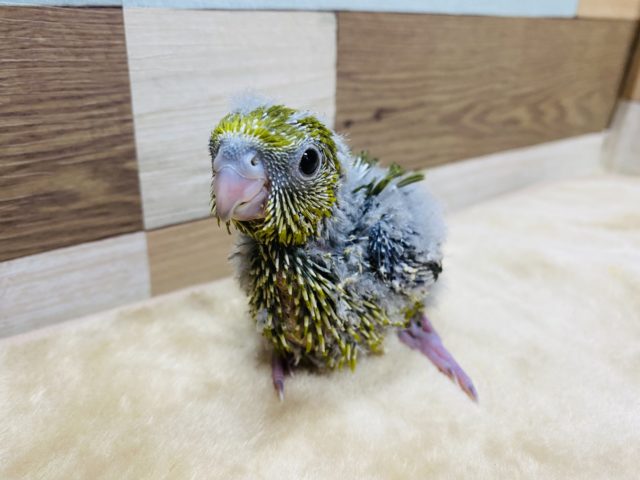サザナミインコ