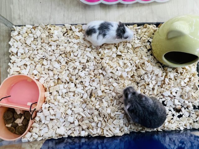  ロボロフスキーハムスター