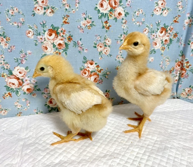 ボリスブラウン