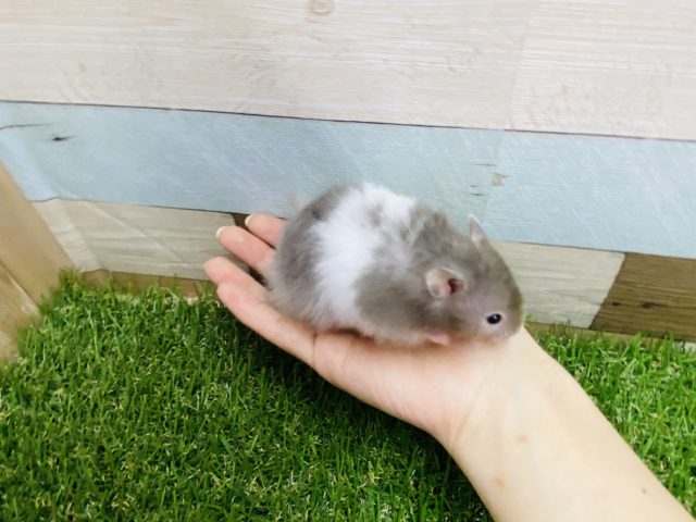 ゴールデンハムスター