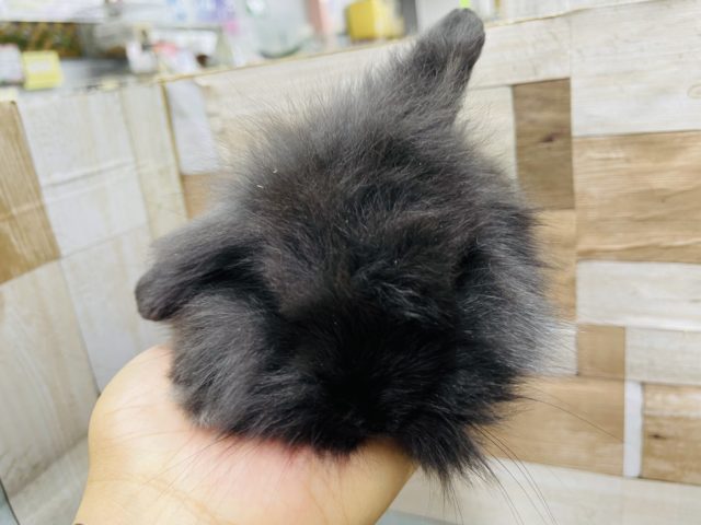 ロップイヤーラビット