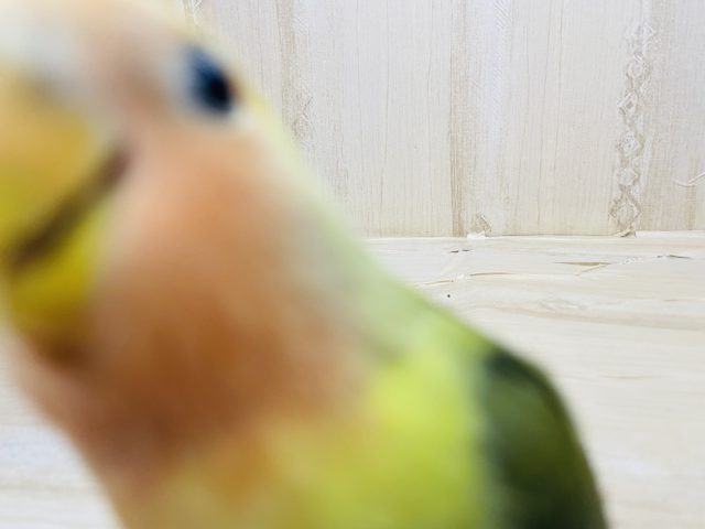 コザクラインコ（小桜インコ）
