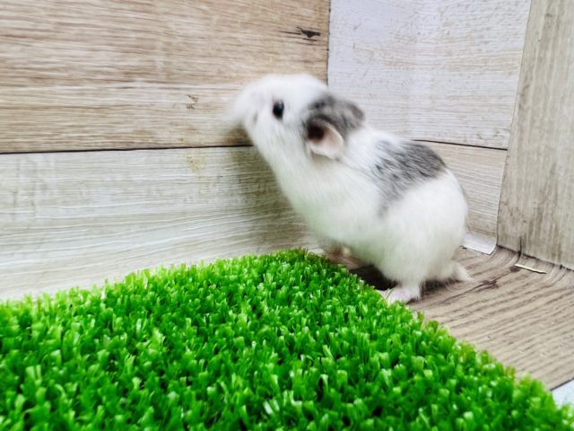  ロボロフスキーハムスター