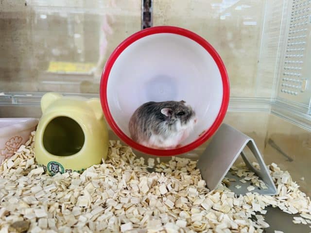 ロボロフスキーハムスター