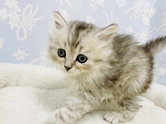 スコティッシュフォールド