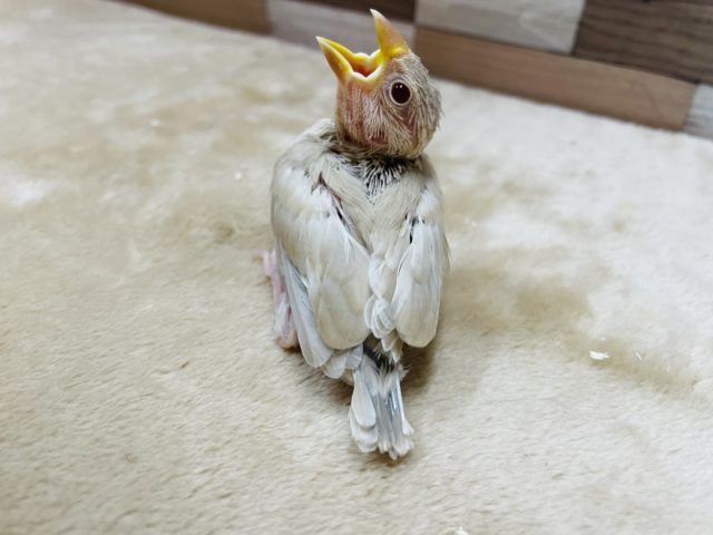 シナモン文鳥