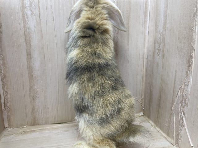 ロップイヤーラビット