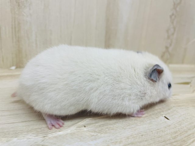 ゴールデンハムスター