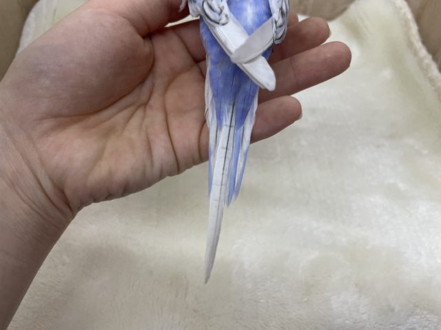 羽衣セキセイインコ